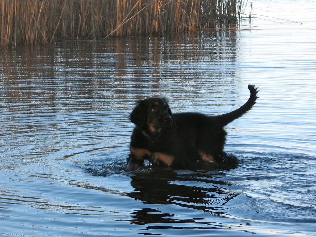 Argos liebt baden in seinem See!